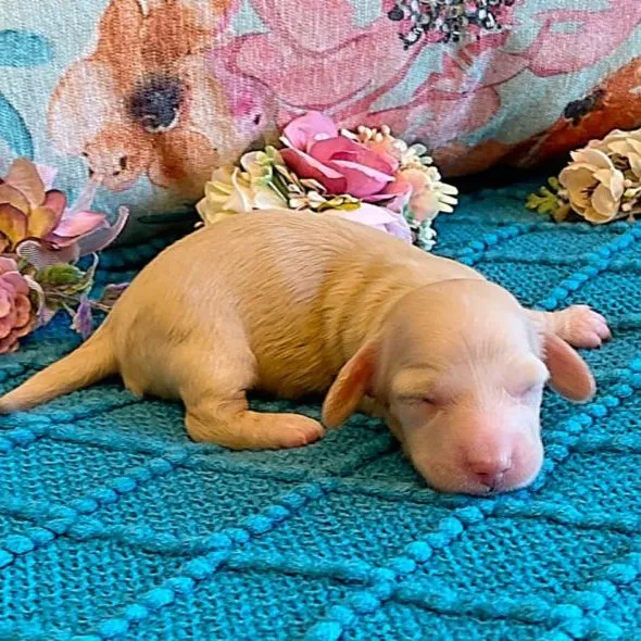 291896502_495762525686510_8315457564190902857_n Creme of the Crop Miniature Dachshunds ee platinum blonde baby girl Gracie Mai 1