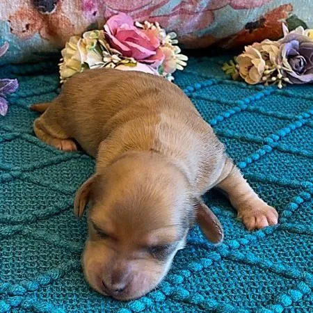 292199726_495754639020632_3599588195911508082_n Creme of the Crop Miniature Dachshunds Puppy - shaded English Cream dapple boy 2