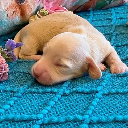 292309655_496411892288240_6484652090068296173_n Creme of the Crop Miniature Dachshund Puppy - Platinum Blonde English Cream boy - Bean 7