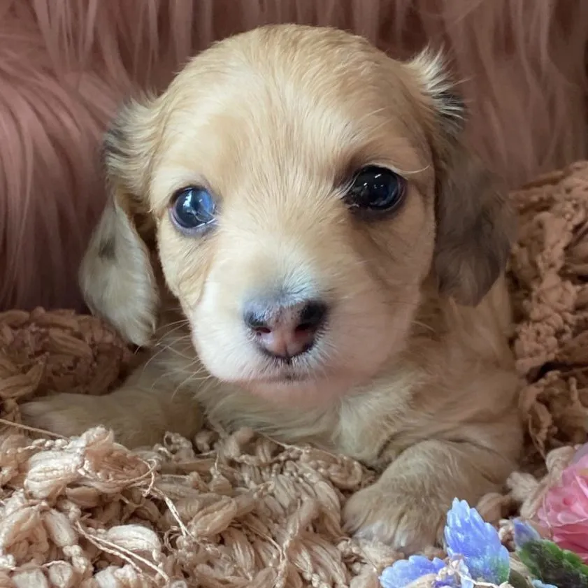 418579138_830682795527813_972428674577636693_n Creme of the Crop Miniature Dachshunds Cream Puppy - Amelia Grace 6