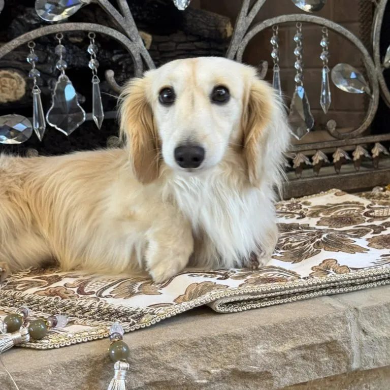 Creme of the Crop Miniature Dachshunds Adult Male Dog - Legend 6