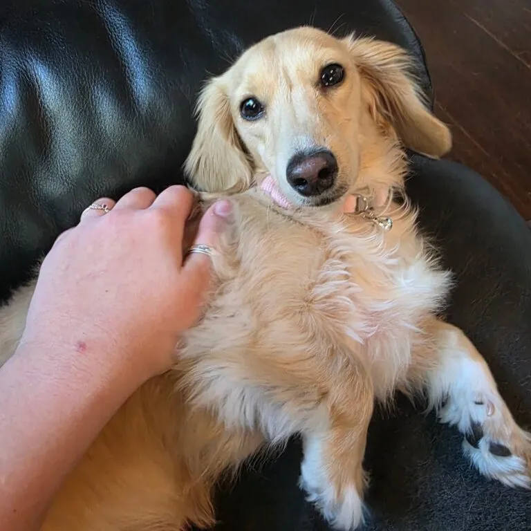 Monet - Longhair Cream Miniature Dachshund For Sale 11