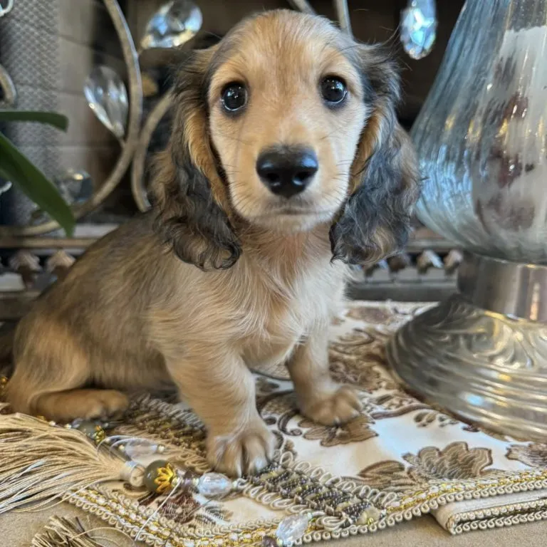 Bepo2 Creme of the Crop Miniature Dachshunds Bepo 2