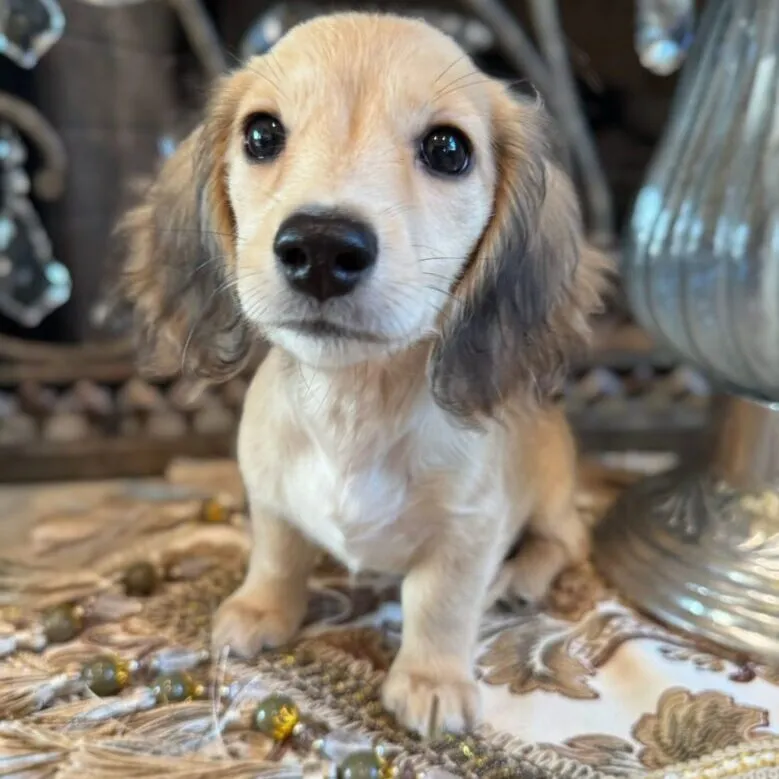 Creme of the Crop Miniature Dachshunds Breeder - Byrdie