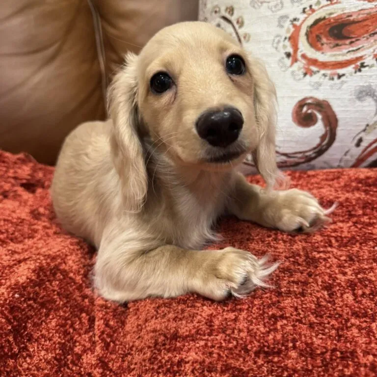 Creme of the Crop Miniature Dachshunds - Cillian 1