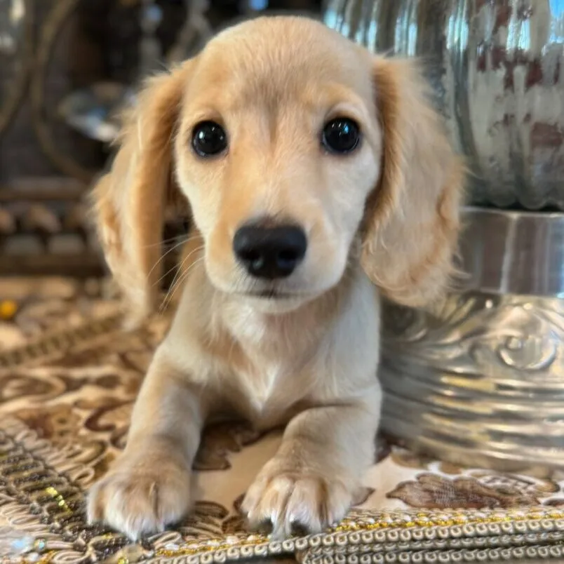 Creme of the Crop Miniature Dachshunds Breeder - Fancy 2