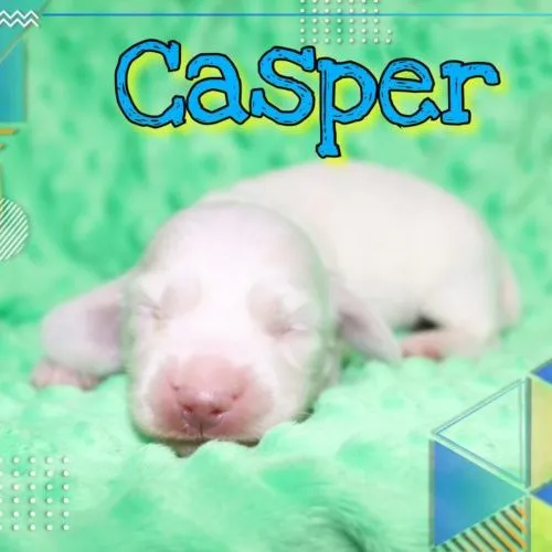 IMG_5798 Creme of the Crop Dachshunds - Casper Puppy 8