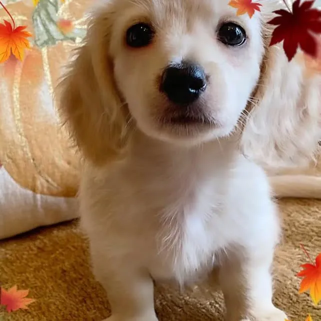 Marley Creme of the Crop Miniature Dachshunds Cream Puppy - Marley