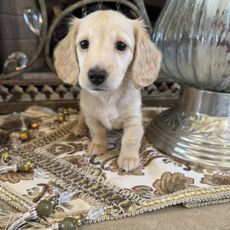 Creme of the Crop Miniature Dachshunds - Shatzie 1