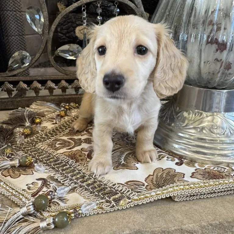 Creme of the Crop Miniature Dachshunds - Shatzie 2