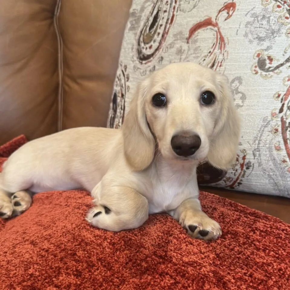 Creme of the Crop Miniature Dachshunds - Truly 5