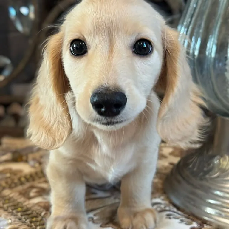 Creme of the Crop Miniature Dachshunds Breeder - Vance 3