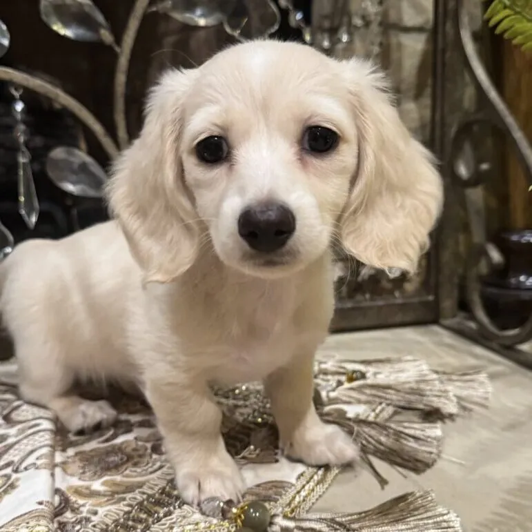 Creme of the Crop Miniature Dachshunds - Whisper 5