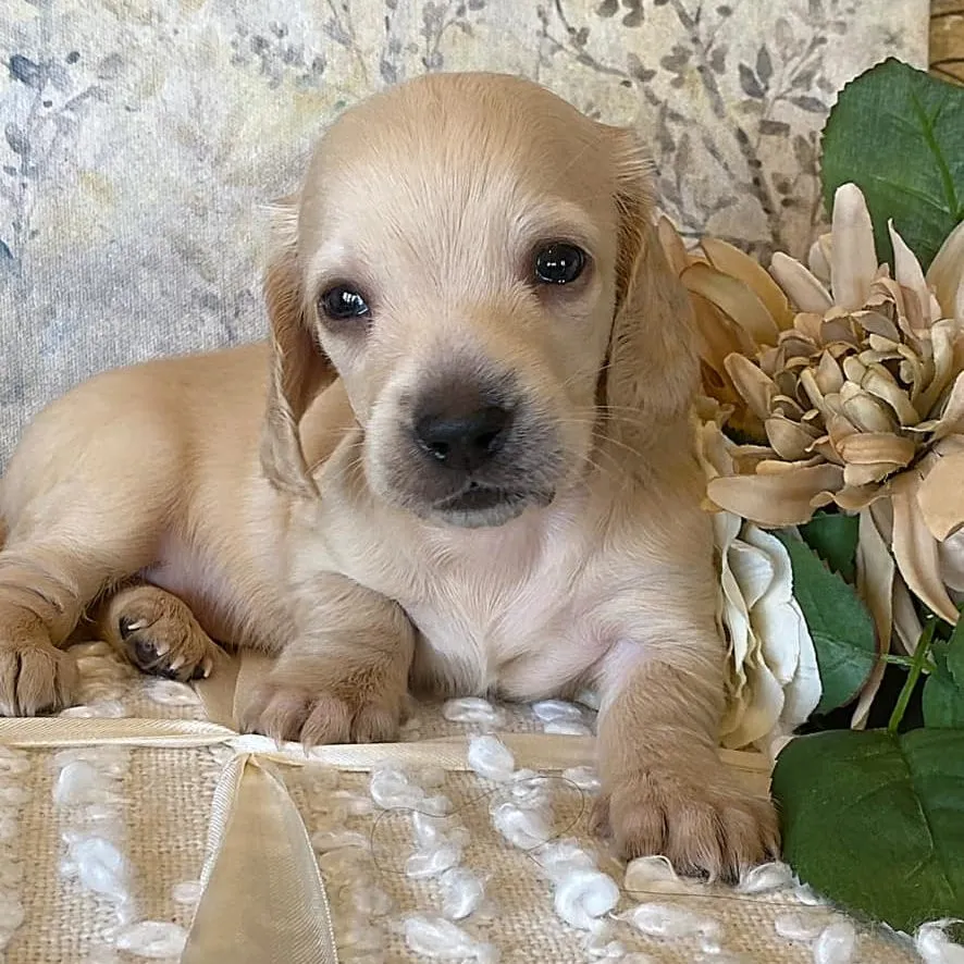 betty6 Creme of the Crop Miniature Dachshund Puppy - Bettie 1