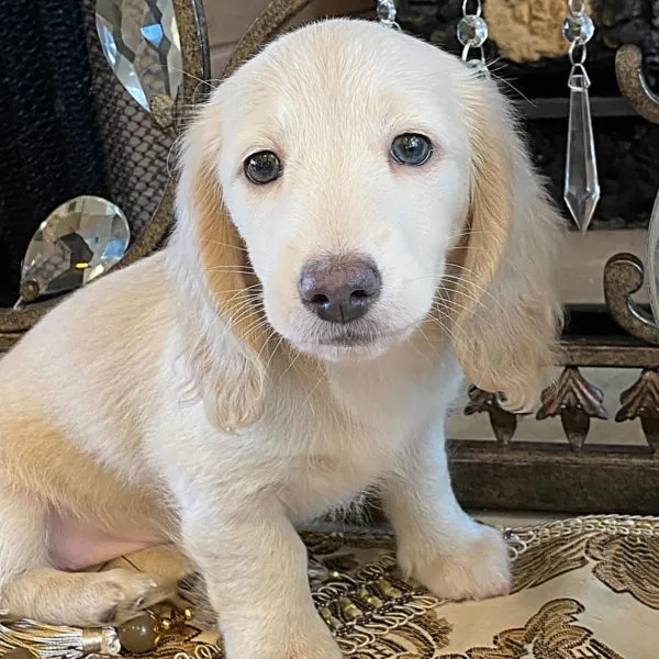 Creme of the Crop Miniature Dachshunds Ciana Hope Mother 1