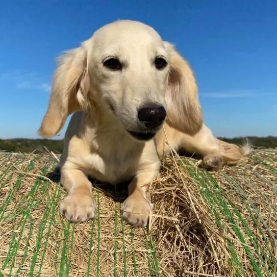 elsa english cream miniature dachshund puppy breeder elsa flurry