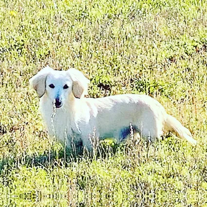 Crème of the Crop English Cream Miniature Dachshunds - Kai