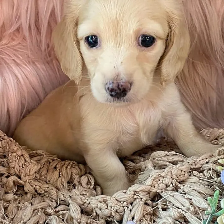lilly6 Creme of the Crop Miniature Cream Dachshund Puppy Lilly 6