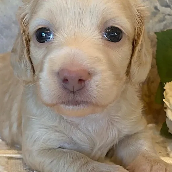 londyn Creme of the Crop Miniature Dachshund Puppy - Londyn 5