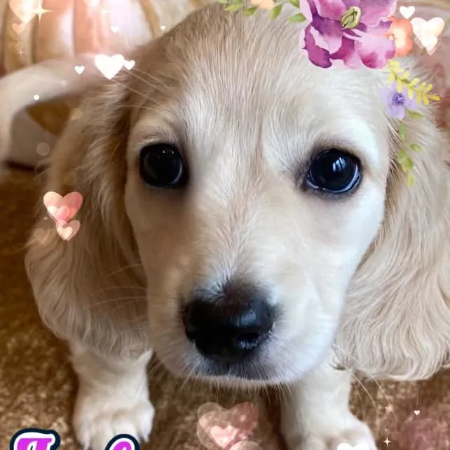 lulu2 Creme of the Crop Miniature Dachshunds Cream Puppy - Lulu