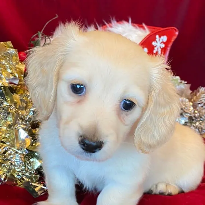 polly3 Creme of the Crop Miniature Dachshunds Cream Puppy - Polly 3