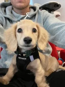 Creme of the Crop Miniature Dachshunds Breeder Puppy Review Testimonial Brady