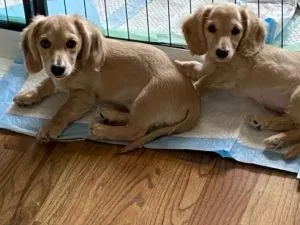 Creme of the Crop Miniature Dachshunds Customer Review - Brenda from Tennessee