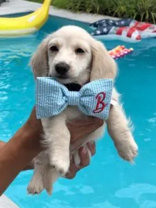 Creme of the Crop Dachshunds Puppy Review Testimonial