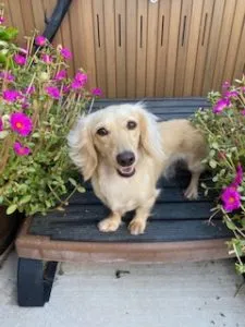 Cesare Creme of the Crop Dachshunds Testimonial Review