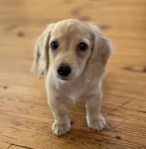 Creme of the Crop Miniature Dachshunds Customer Review - Hunny from South Carolina