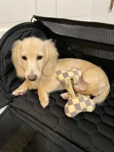 Creme of the Crop Miniature Dachshund Puppy Kat 2