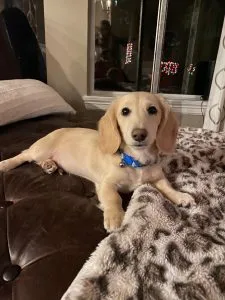 Creme of the Crop Dachshunds Puppy Testimonial Review Leo