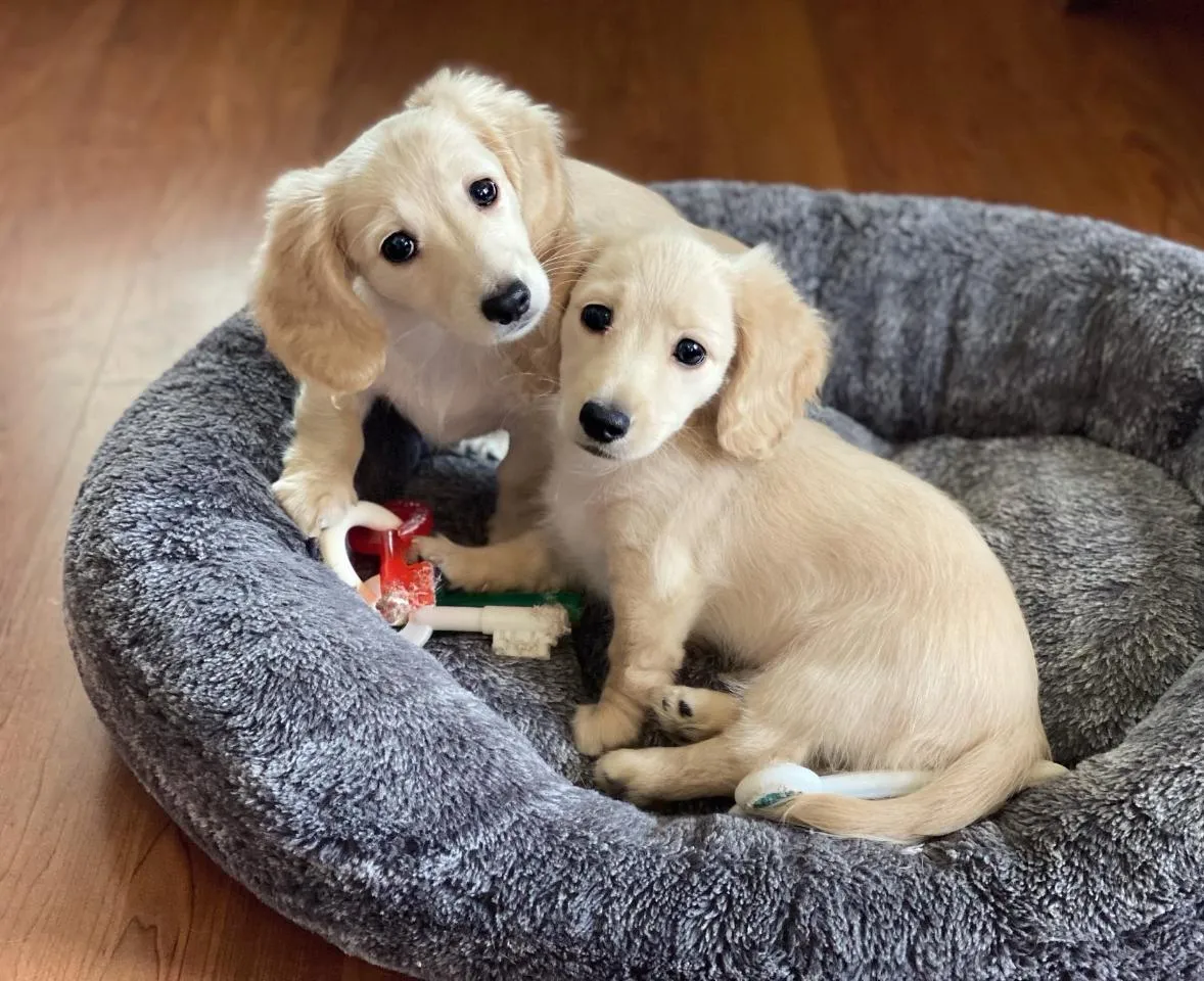 Creme of the Crop Dachshunds - Testimonial Review 10