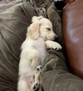 Creme of the Crop Miniature Dachshund Breeder Customer Review/Testimonial - Milo