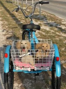 Creme of the Crop Miniature Dachshund Puppy Testimonial