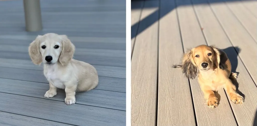 Finn and Scout Creme of the Crop Dachschunds