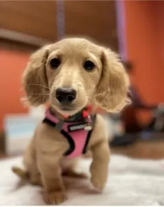 Creme of the Crop Miniature Dachshunds Puppy Testimonial Review