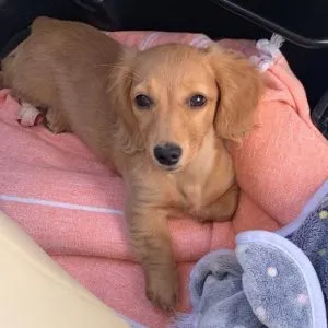 Creme of the Crop Miniature Dachshund Breeder Customer Review/Testimonial - Rosie Minnesota