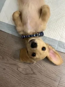 Creme of the Crop Miniature Dachshunds Puppy Taco