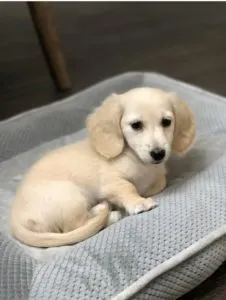 Crème of the Crop English Cream Miniature Dachshunds Puppy