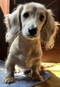 Winston - Puppy Testimonial Creme of the Crop Miniature Dachshunds